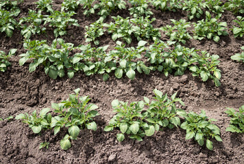 Green young potato plants (Solanum tuberosum) in row growing in garden on brown soil. Close up. Organic farming, healthy food, BIO viands, back to nature concept.