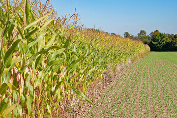 Obraz premium Maisfeld