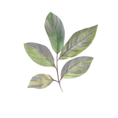 Watercolor branch with leaves isolated on white background. Watercolor illustration of a branch with leaves.