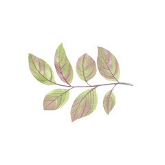 Watercolor branch with leaves isolated on white background. Watercolor illustration of a branch with leaves.