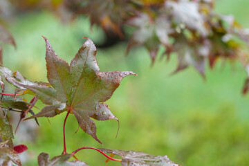 Water drops form on the leaf of a red maple from morning dew