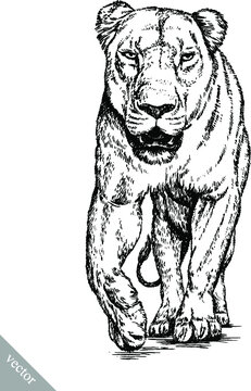 black and white brush painting ink draw vector isolated lion illustration