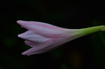 close up of a flower with dark black background