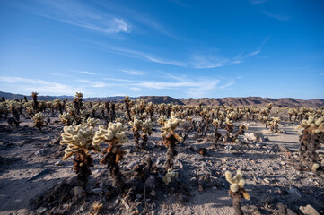 Joshua Tree, desert landscape