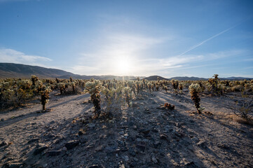 Joshua Tree, desert landscape