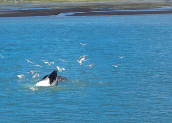 Fototapeta premium Alaska 