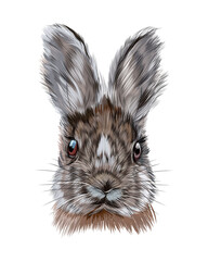 Rabbit head portrait, hare from multicolored paints. Splash of watercolor, colored drawing, realistic. Vector illustration of paints © Liliia