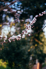 trees blooming in spring