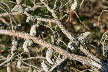 Dried pine tree branches with strange outgrowth on them. 