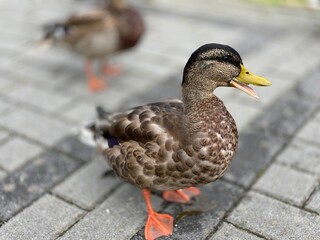 wild duck walking on the sidewalk looking for food