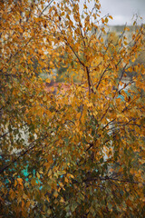 Autumn, birch covered with yellow-green leaves