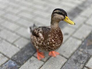 wild duck walking on the sidewalk looking for food