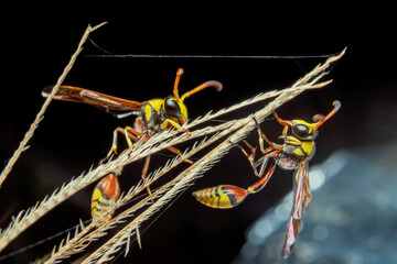 the yellow jacket is perched on the grass taken at close range
