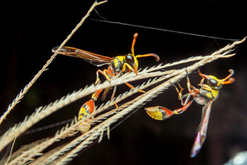 the yellow jacket is perched on the grass taken at close range