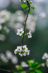 trees blooming in spring