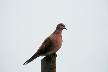 little dove on the pole