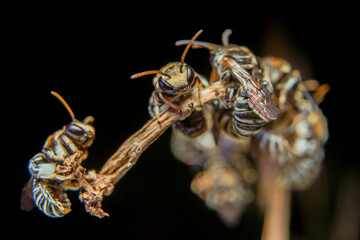 A swarm of Apis Trigona bees perch on a dry stem to rest - obrazy, fototapety, plakaty