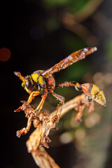 Fototapeta premium the yellow jacket is perched on the grass taken at close range
