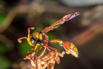the yellow jacket is perched on the grass taken at close range