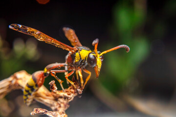 the yellow jacket is perched on the grass taken at close range