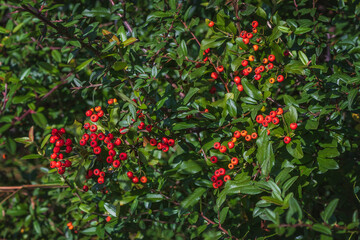 Pyracantha is a perennial evergreen shrub with shiny red berries on a sunny autumn day. Ornamental shrub in autumn. Plants of the Black Sea coast of the Caucasus.