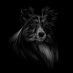Sheltie head portrait on black background. Vector illustration of paints