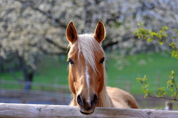 Frühlingspferd. Schönes goldenes Pferd vor blühenden Bäumen © Grubärin