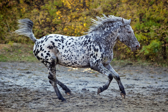 Leopard Appaloosa horse galloping in autumn ranch