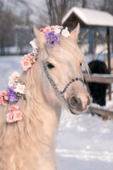Winter portrait of a palomino Welsh pony on a background of snow