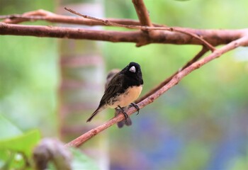 baiano - bico-de-prata - chupinha