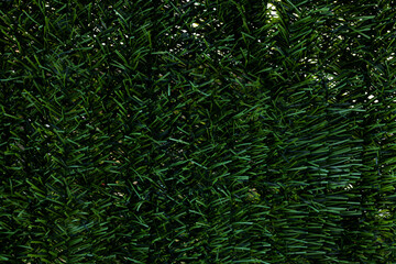 Background of fake cypress wall texture
