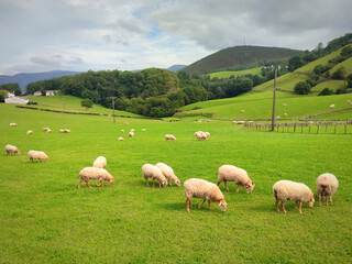 Sheep grazing and standing on a meadow with green grass
