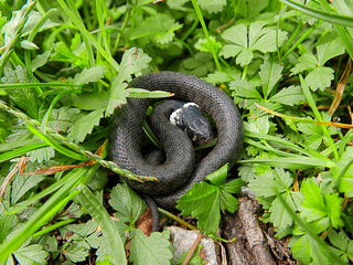 closeup photography of a snake, Natrix astreptophora, barred grass snake, Natrix natrix