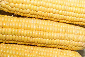 An ear of boiled corn with yellow grains