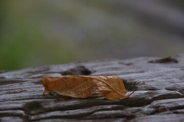 Natur
