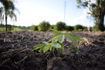 new life in spring