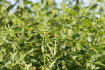Nettles in the garden. Nettle is a medicinal plant that is used as a bleeding, diuretic, antipyretic, wound healing, antirheumatic agent.
