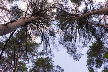 Beautiful old coniferous forest. Horizontal photo.	