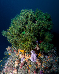 Fototapeta na wymiar Soft coral at Protea Banks, South Africa