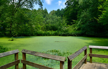 Fototapeta na wymiar Mossy pond