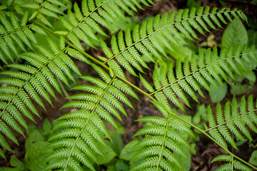 Green branch of tree fern in the jungle of Costa Rica