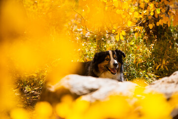 Dog in the woods  Colorado Fall
