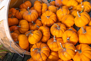 Numerous small orange pumpkins are dumped from a plywood basket for Halloween sale. View from above