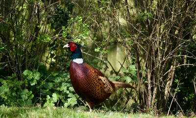 pheasant in garden