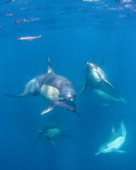 Long-beaked common dolphin (Delphinus capensis) pod hunting Southern African pilchard (Sardinops sagax) during South Africa's sardine run.
