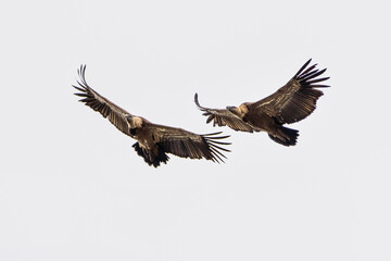 Griffon vultures, Gyps fulvus in Monfrague National Park. Extremadura, Spain