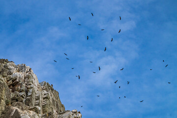 Griffon vultures, Gyps fulvus in Monfrague National Park. Extremadura, Spain