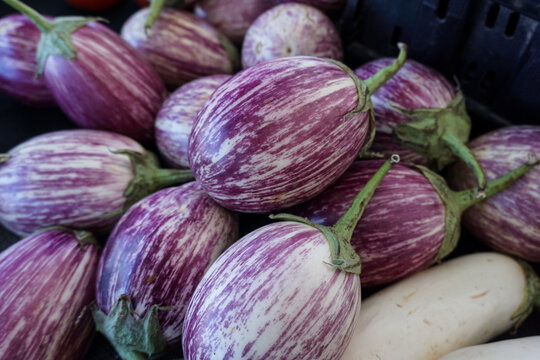 Bright pile of fresh purple and white striped eggplant at a fall farmers market stall, closeup, selective focus.