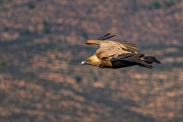 Griffon vulture, Gyps fulvus in Monfrague National Park. Extremadura, Spain