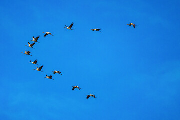 Common crane, Grus grus in Monfrague National Park. Extremadura, Spain
